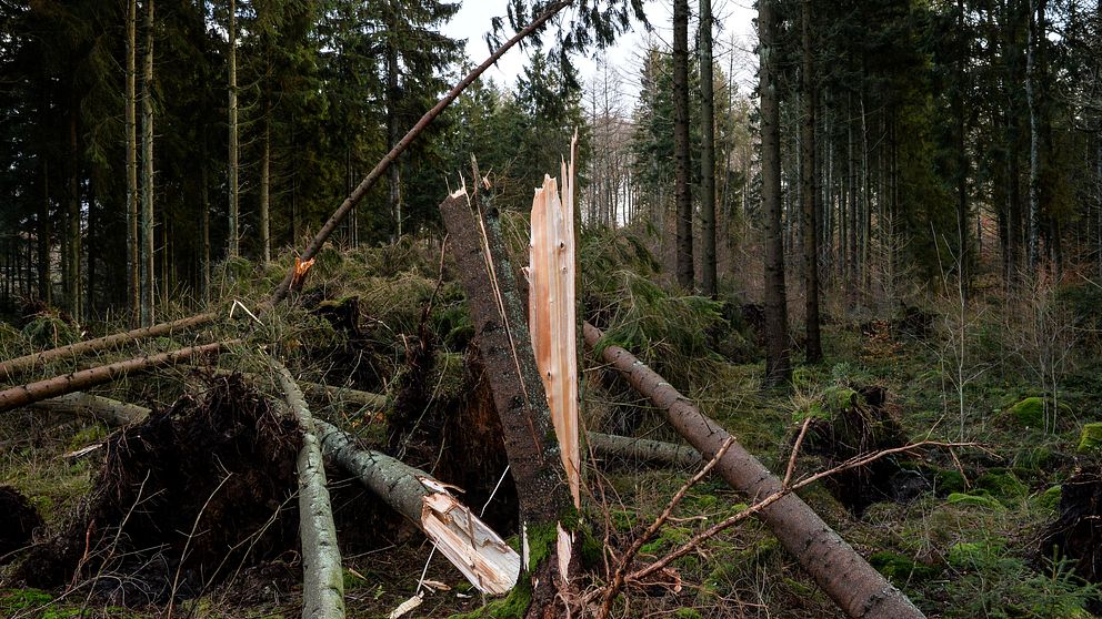 Stormfälld skog efter stormen Gorm. Träd knäckta i vinden.