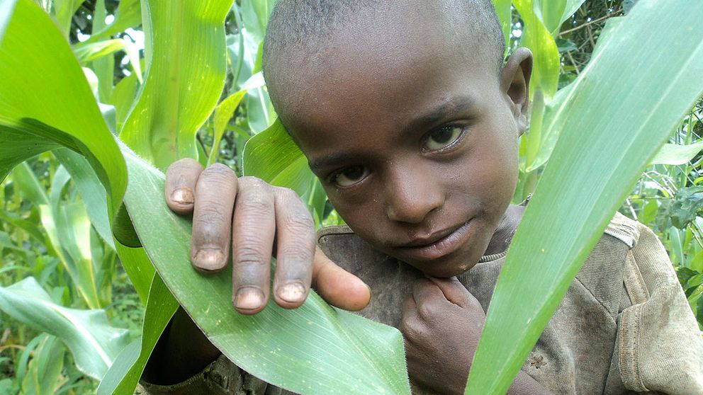 En etiopisk pojke i familjens majsfält. Rädda Barnen fruktar en svältkatastrof i Etiopien.