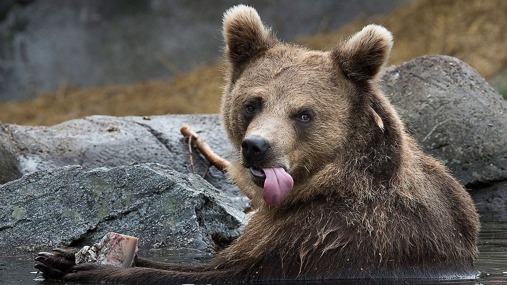 En brunbjörn på Skansen tar lunchrast.