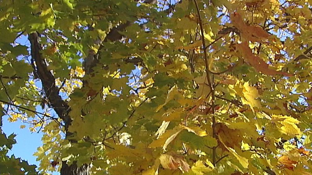 Oktober är bland annat de färgsprakande lövens underbara tid.