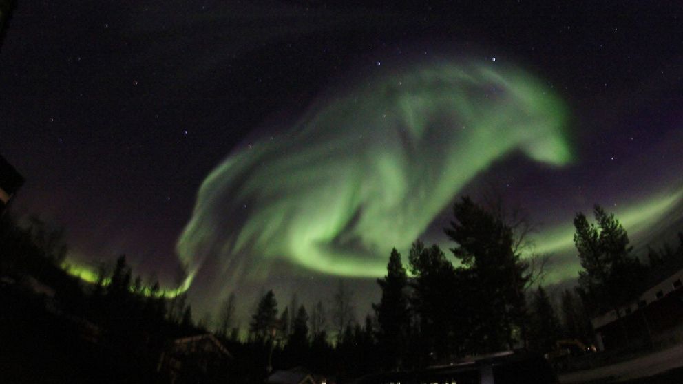 Norrskenet i Pajala formerar en jättelik vargkropp på himlen. Foto: Marja-Terttu Karlsson