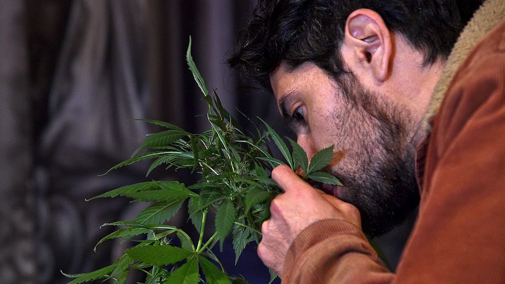 Man med cannabisplanta