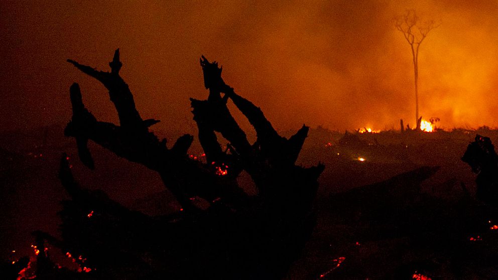 Indonesien har drabbats av allt fler skogsbränder i år som en följd av den torka som orsakats av väderfenomenet El Niño.