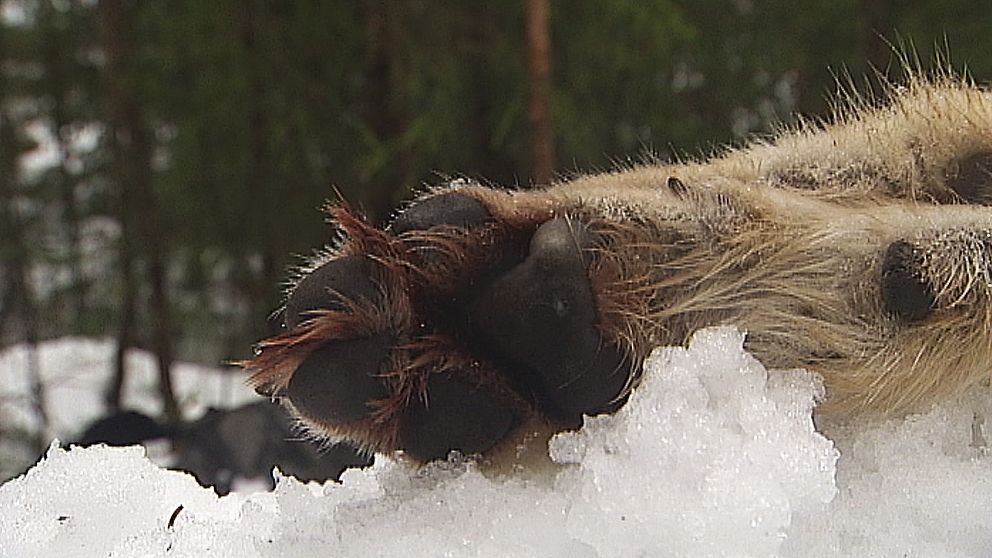 närbild vargtass som ligger i snön