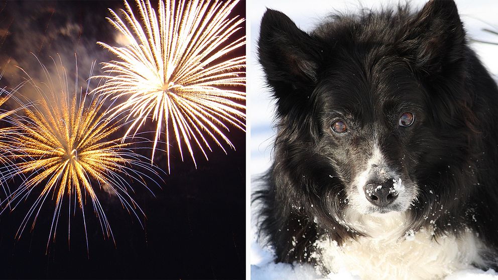 fyrverkerier och en hund