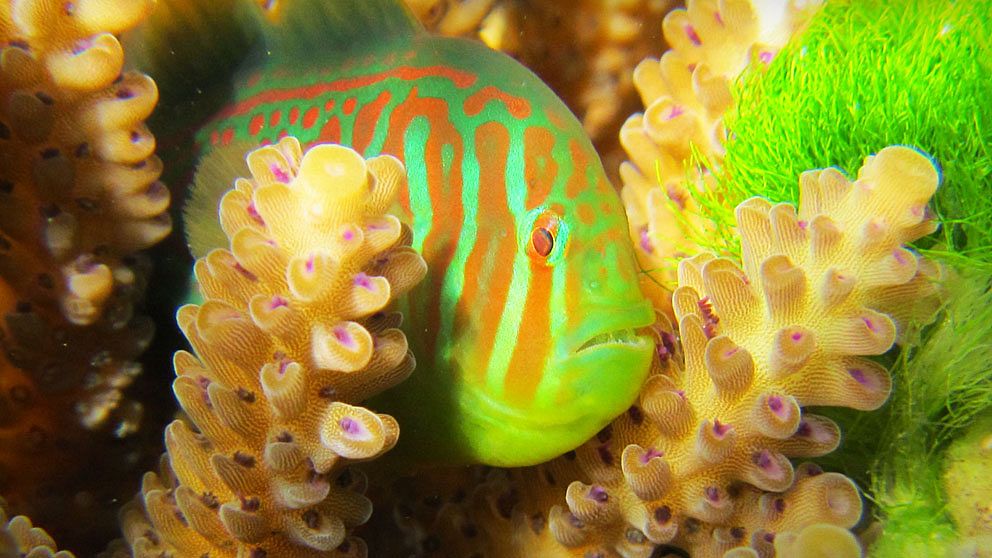 Koraller som hotas av giftigt sjögräs kan alltid kalla på sina livvakter, Smörbultarna, för att ta kål på det slajmiga hotet.