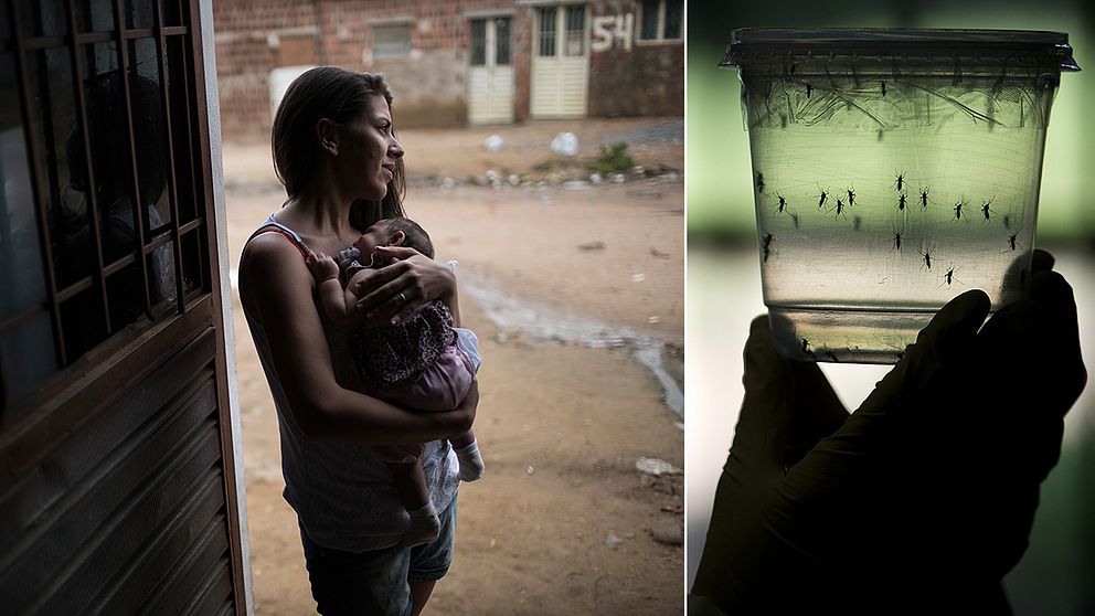 En kvinna i Brasilien håller sitt barn som fötts med mikrocefali, en medfödd missbildning av hjärnan som gör att barnet har ett för litet huvud.