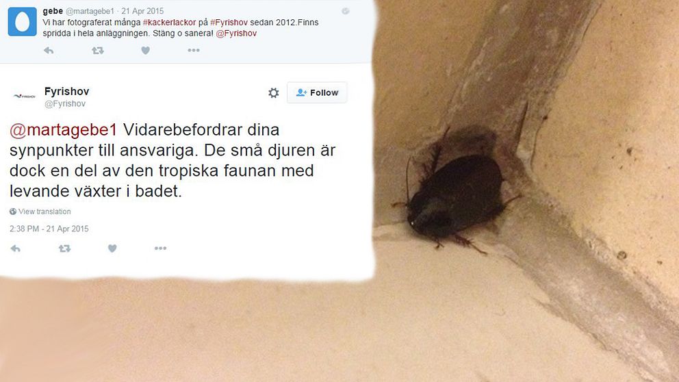 Skärmdump av Tweet och kackerlacka från Fyrishov.