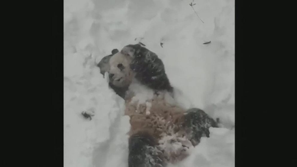 Pandan Tian Tian i Washington njuter av snön