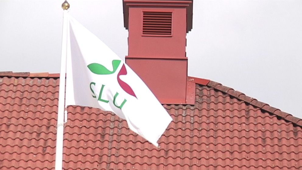 slu