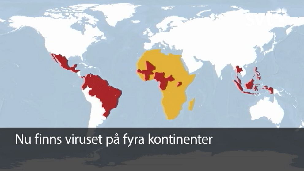 Här finns zikaviruset