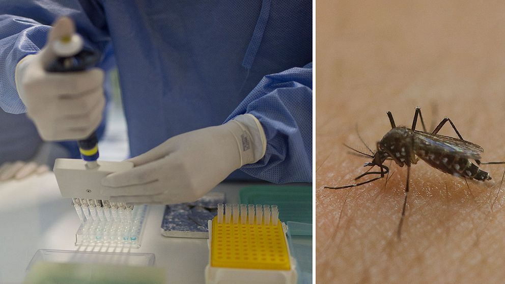 Hittills har ett fall av zikavirus upptäckts i Sverige. En resenär bar på viruset men sjukdomen, som upptäcktes på ett laboratorium i Sverige var helt okomplicerad.
