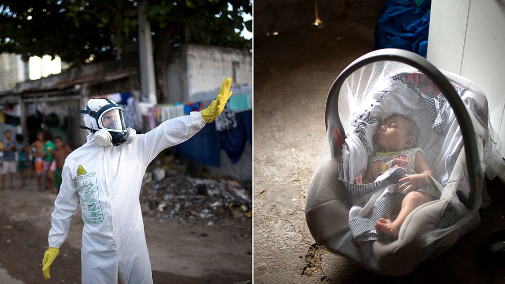 Zikaviruset har redan drabbat stora delar av Latinamerika, och sprids nu vidare till andra delar av världen.
