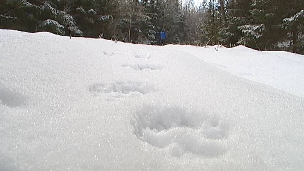 spår av tassar i snö i skogen