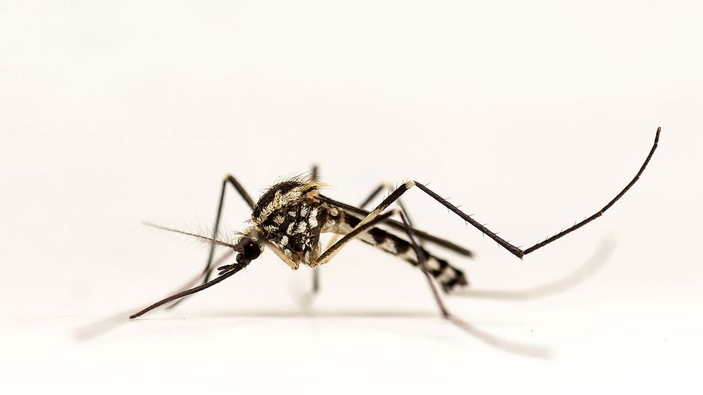 Den svenska silvertecknade trädhålsmyggan, gör att myggexperterna ändå inte vågar utesluta att zika kan komma att spridas i Sverige.