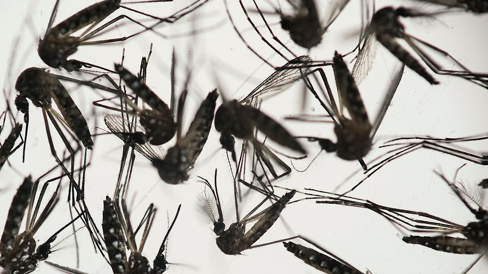 Det första fallet där en person smittats av zikaviruset i USA har rapporterats.