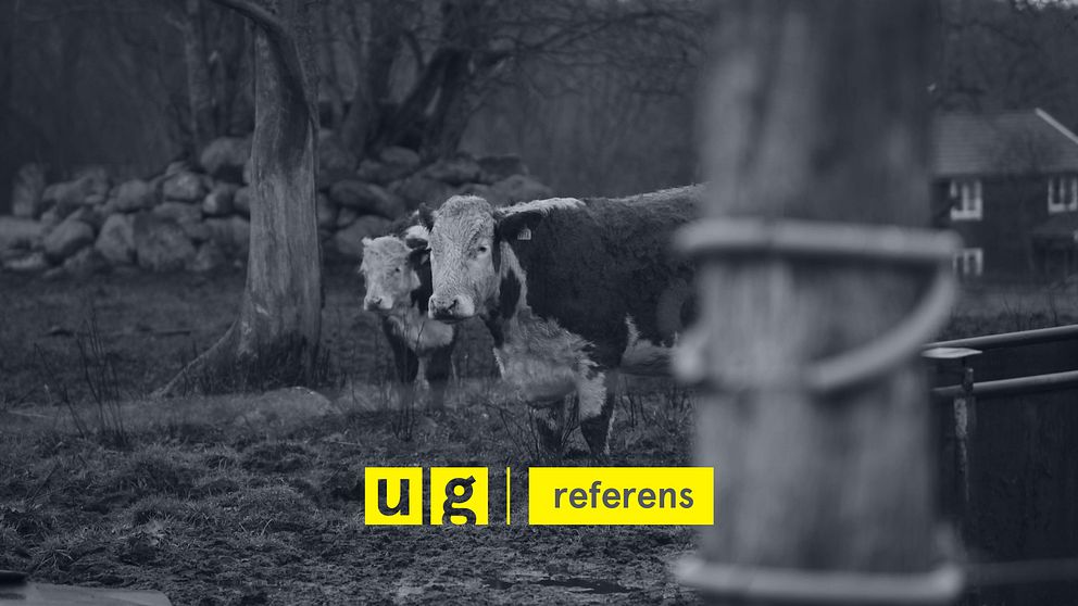 UG-referens