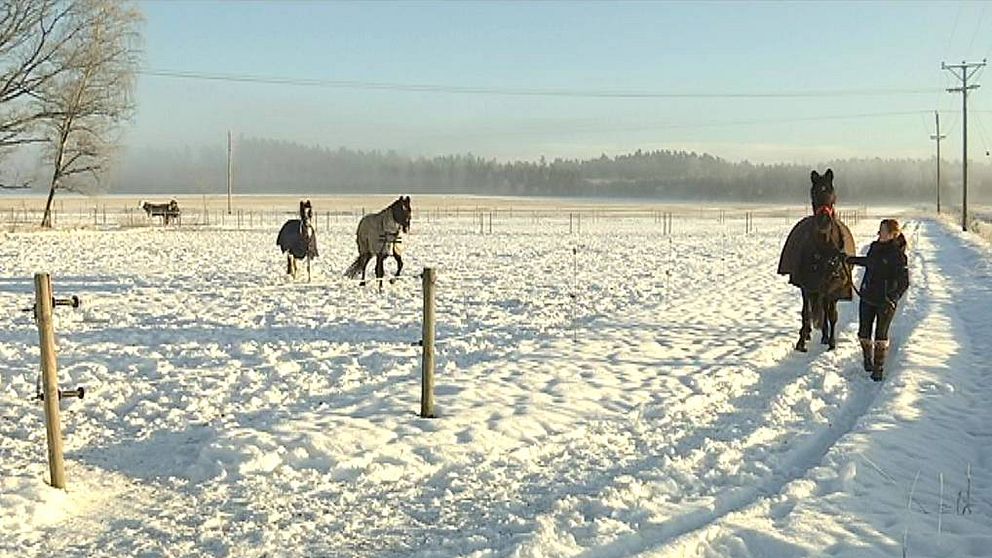 vinter hästar sadelstölder Rappestad Linköping