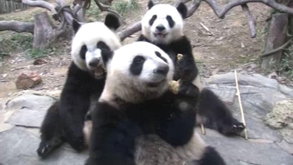 Pandatrillingar leker i djurparken i Guanghzou