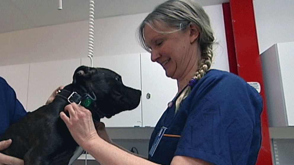 Brist på djurskötare ger längre väntetider