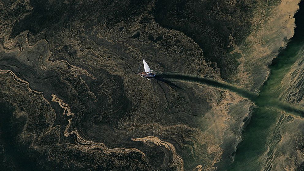 En ensam segelbåt stävar fram genom en kraftig ansamling av cyanobakterier utanför Landsort i Stockholms skärgård i juli 2005. Nu har forskare upptäckt att slemmet kan se.