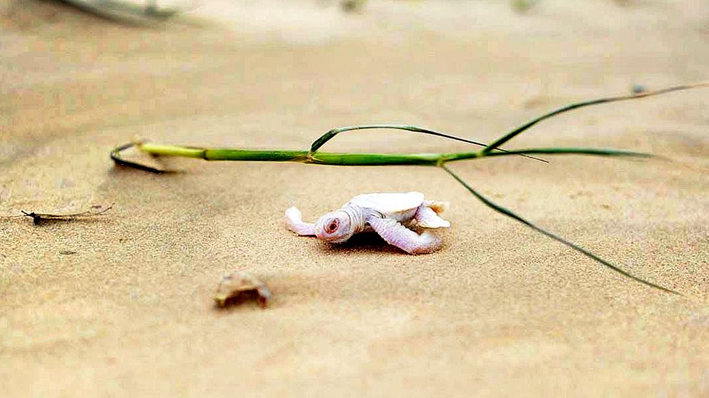 En ovanlig albinosköldpadda har upptäckts på Australiens östkust.