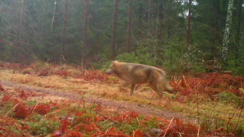 Varg synlig i nordöstra Skåne