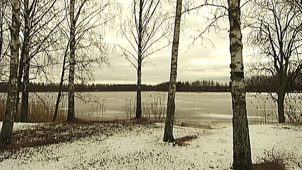 Björkar och sjö i snöigt landskap.