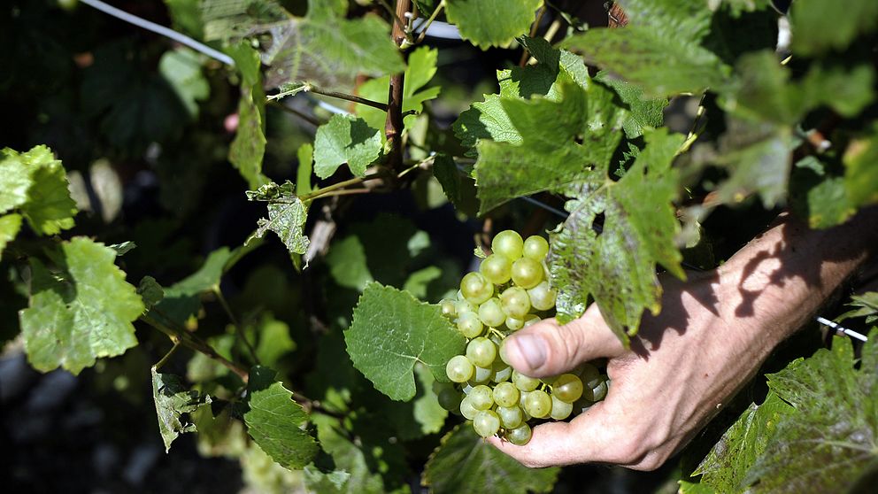 För enligt både Ulf Sjödin och Thomas Kätterer, professor i systemekologi vid Sveriges Lantbruksuniversitet i Uppsala, är det i praktiken omöjligt att odla vin utan bekämpningsmedel.
