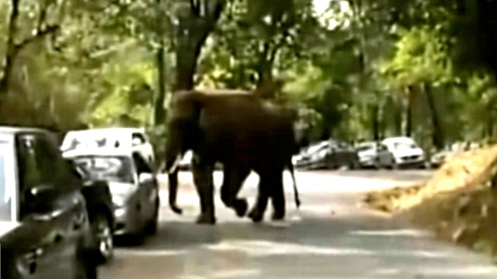 Dumpad elefant gick loss på 15 bilar