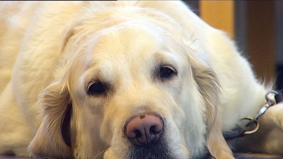 Golden Retriever, överviktiga husdjur, fet hund, feta husdjur