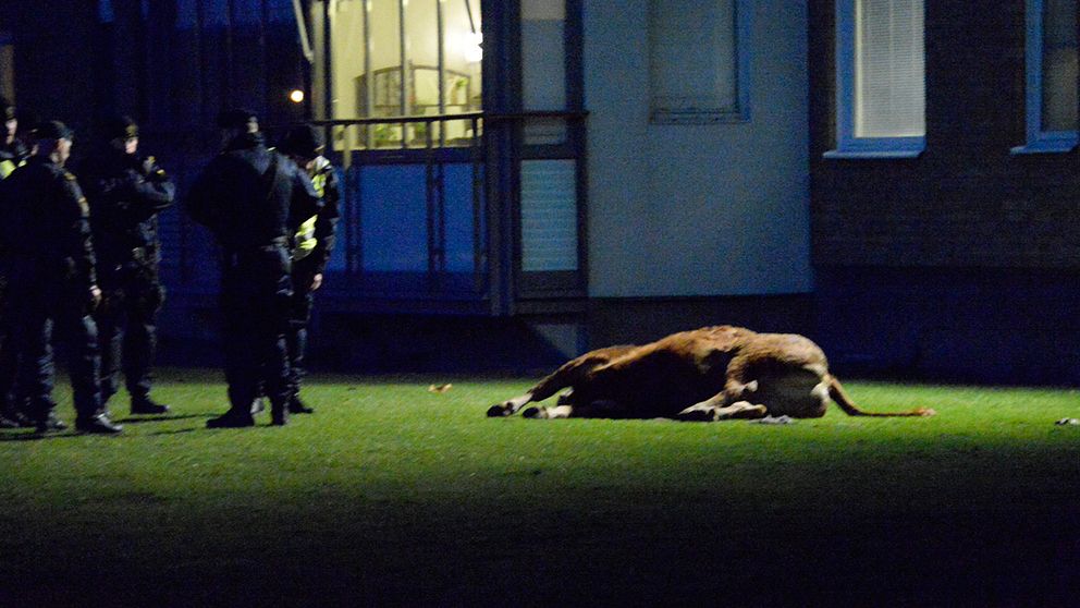 På Konsultgatan uppstod en nödsituation och polisen sköt djuret till döds.