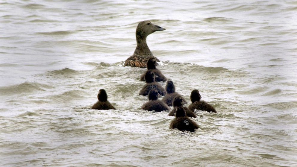 En Ejderhona simmar med sina ungar.