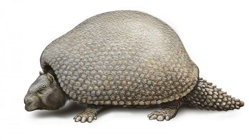 Glyptodont (cred: Carl Buell)