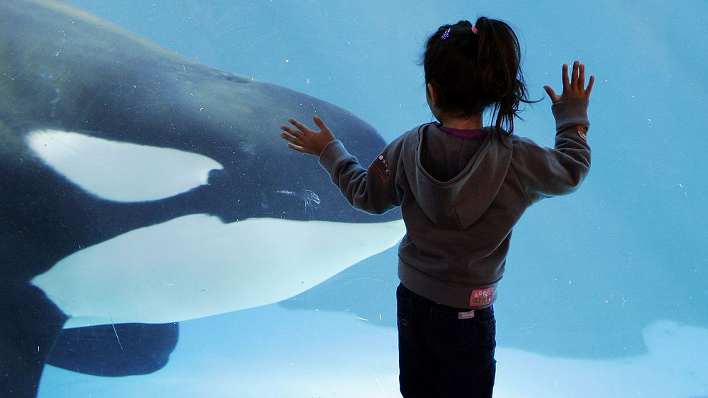En liten flicka tittat på en späckhuggare på SeaWorld