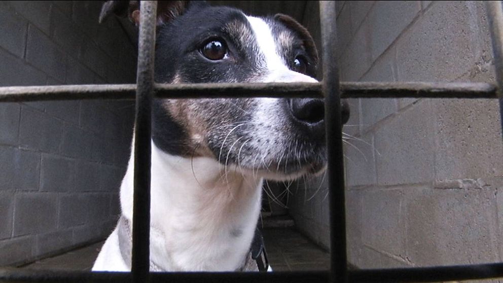 En hund som utsatts för djurtrafficking får återhämta sig på djurhärbärge.