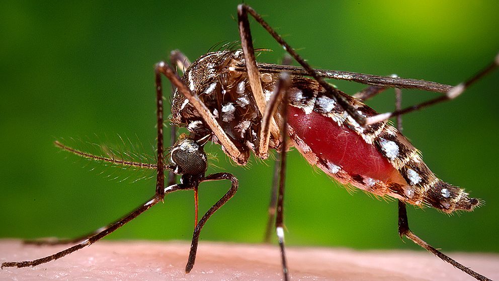 Honmygga av arten Aedes aegypti, som kan sprida bland annat denguefeber och zika.
