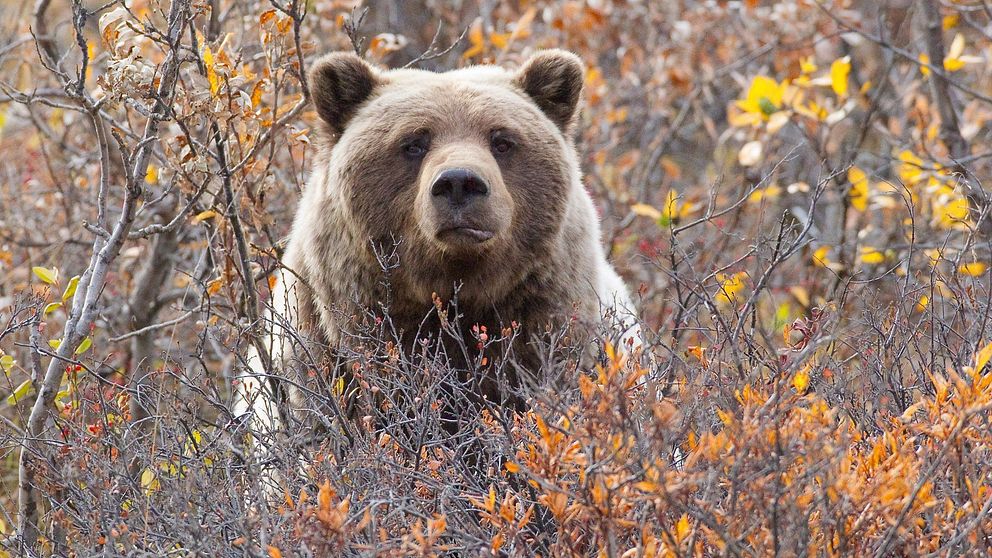 Björnar måste göda upp sig ordentligt under sommaren för att överleva Alaskas vintern.