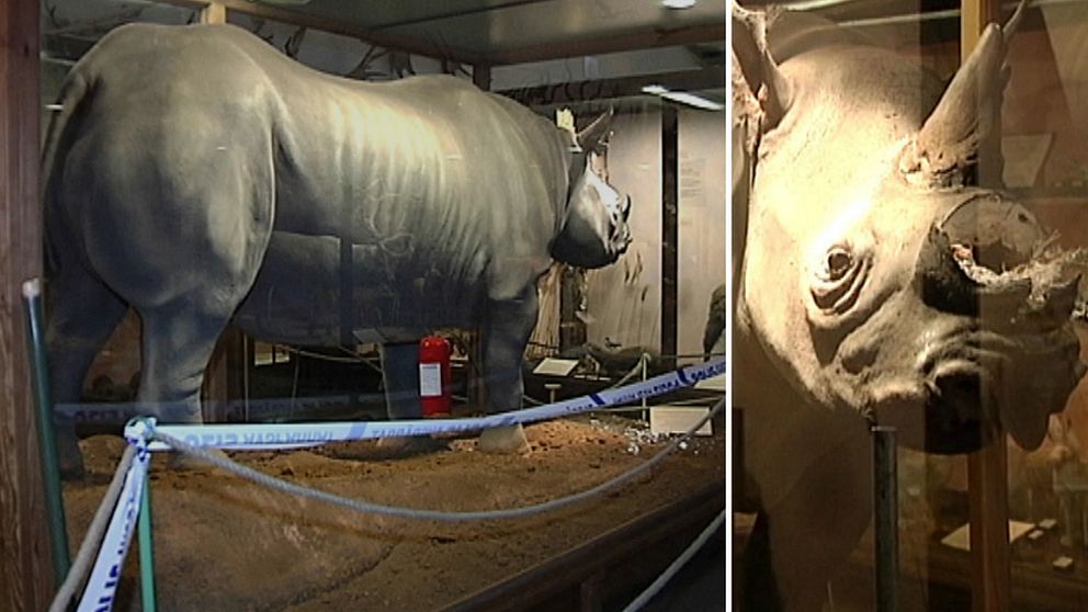 Det var i juli 2011 som en eller flera gärningsmän krossade glaset till den uppstoppade noshörningen på museet och sågade av hornet.