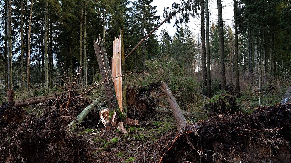 Förstörd skog efter storm.