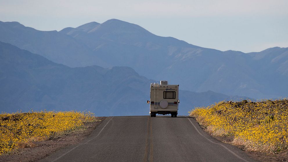 En av världens torraste platser, Death Valley, har nu slagit ut i en ovanlig ”superblomning”.
