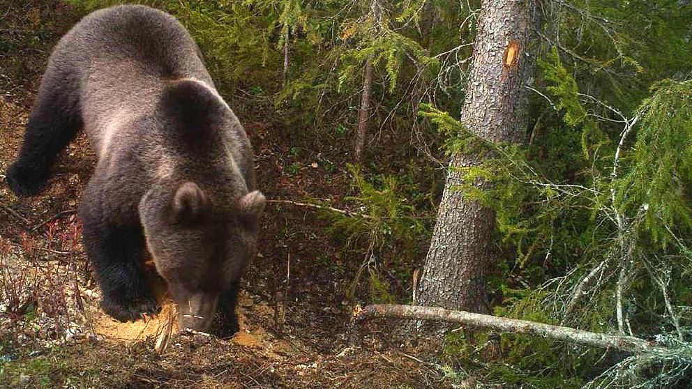 En stor brunbjörn i svensk skog.