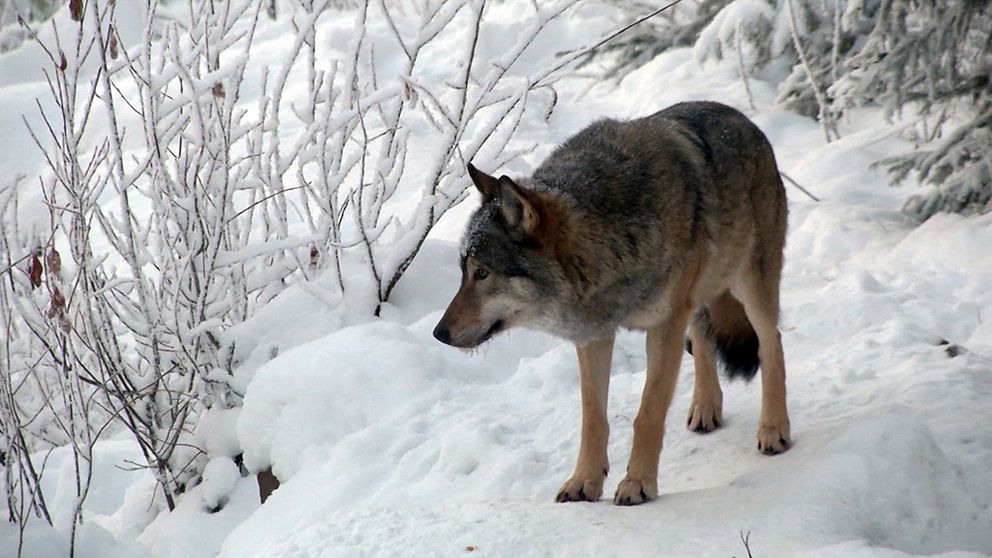 En varg i snön.