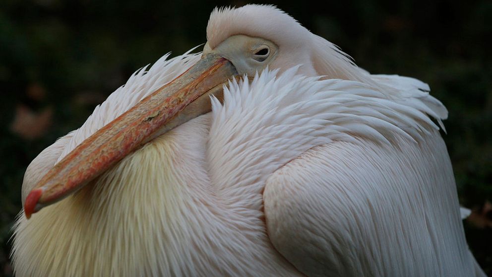 En pelikan finns bland de djur som säljs från en svältande djurpark i Gaza. Dock inte pelikanen på bilden. Arkivbild.