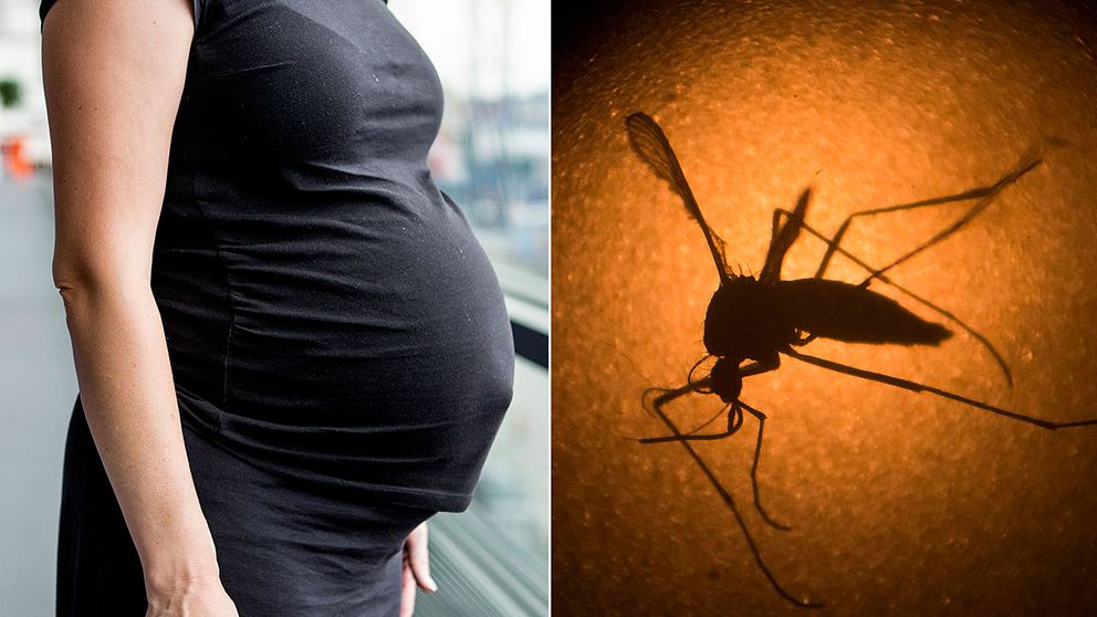 En gravidmage och en bild på en mygga som bär på zika-viruset.