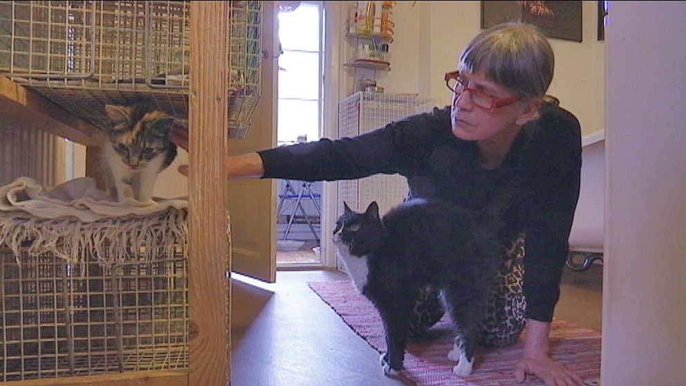 Veterinären Gabriele Meurer håller sig med över 60 katter, exakt hur många vet hon inte.
