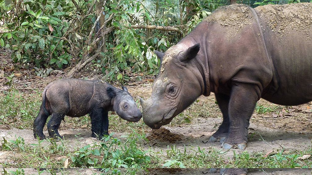Det är första gången på över 40 år som man hittar en noshörning av arten sumatranoshörning.