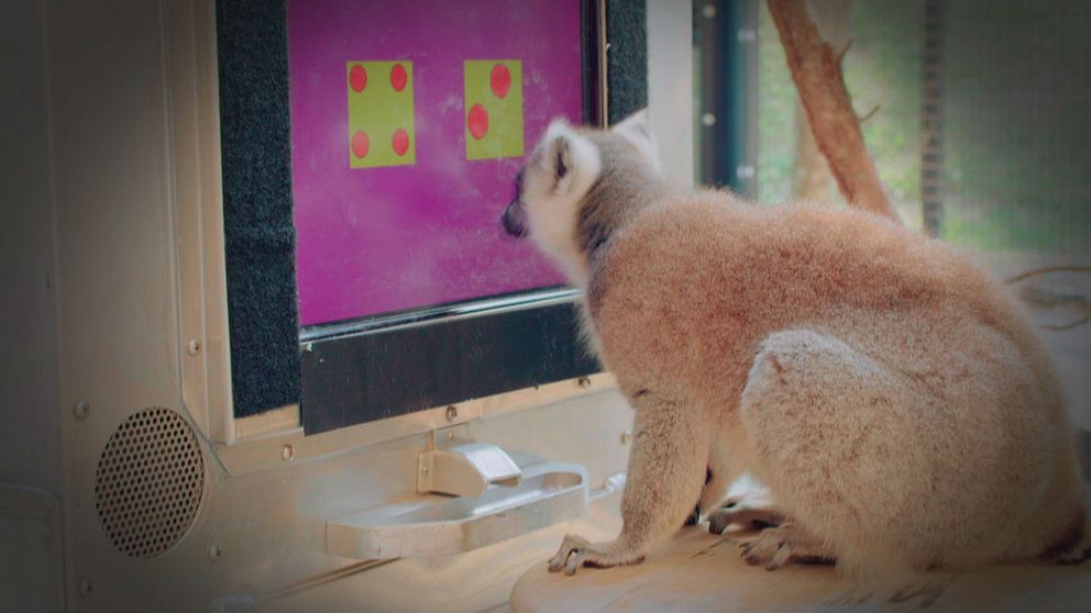 Lemur