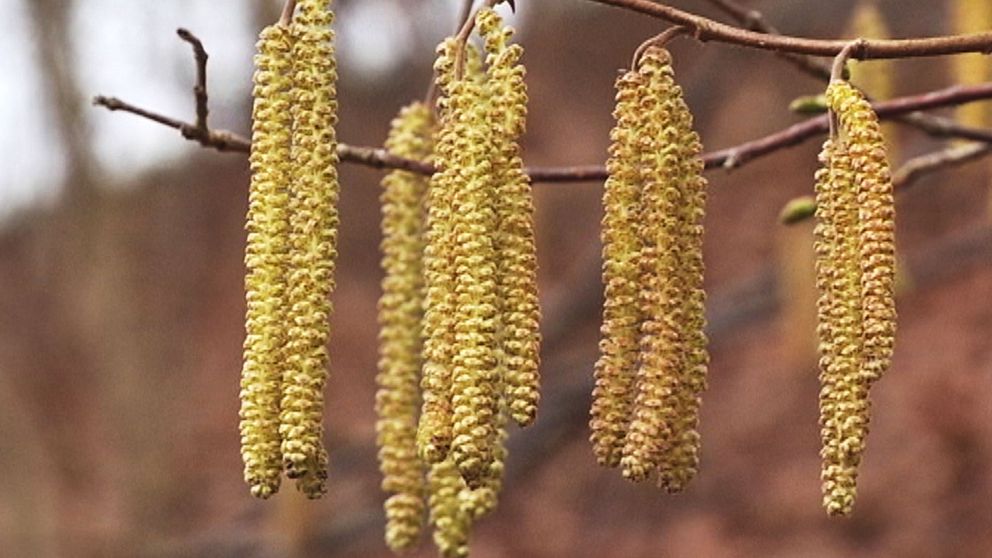Pollen