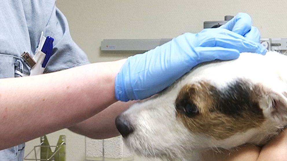 Hund undersöks på djurklinik